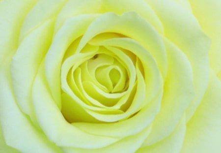 Lime Rose - soft, macro, rose, lime, flower