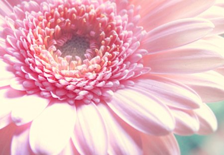 Look how far we've have come - gerbera, macro, soft, pink, flower