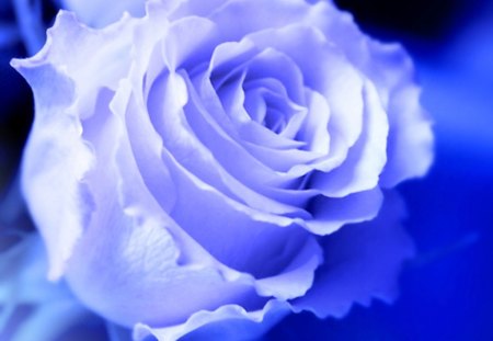 Blue Rose - macro, rose, blue, flower