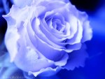 Blue Rose