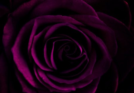 Under my skin! - purple, dark, macro, rose, flower