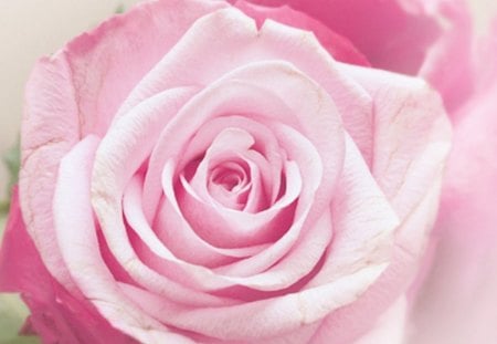 The place to be alive - rose, flower, pink, soft