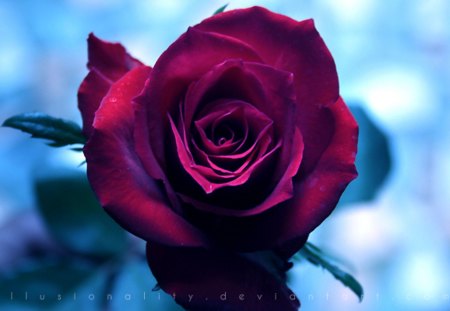 Still Around - macro, rose, flower, red