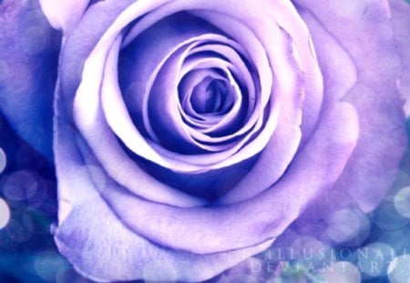 Purple Dreams - purple, rose, flower, soft