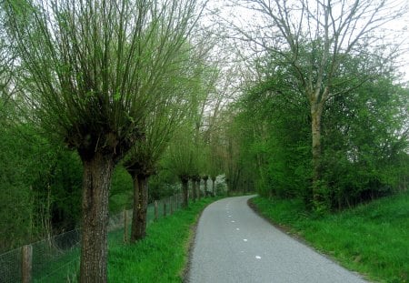 Spring - natrue, trees, green, tree, spring