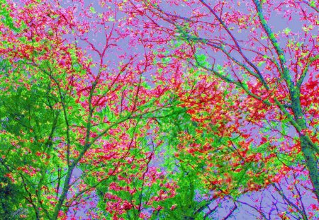 Tree Tops - flowers, trees, colors, paintings