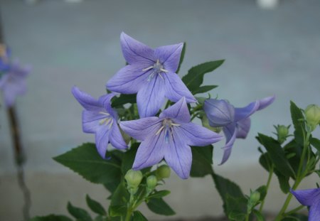 Purple Star Flower - nature, star, foilage, macro, plants, garden, outdoors, flower