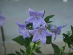 Purple Star Flower