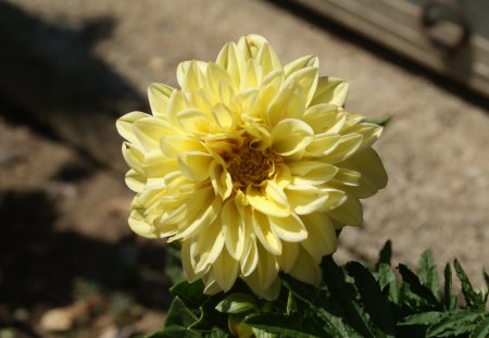 Yellow Dahlia - garden, flower, plants, foilage, dahlia, macro, nature, outdoors