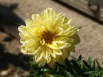 Yellow Dahlia