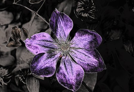 Abstract Purple Flower - Nature, Foilage, Outdoors, Garden, Macro, Plants, Flower, Abstract