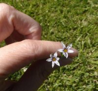 holding tiny flowers