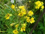 bayou yellow flowers