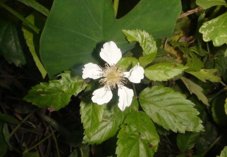 Big white bayou flower - white flower, big, bayou, forest