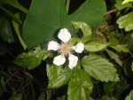 Big white bayou flower