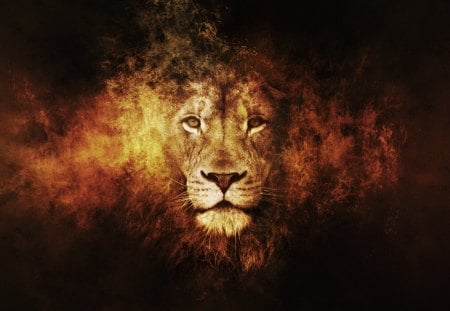 Lion - Lion king, Animals, Fire, Lion, cool