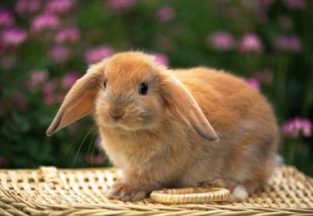 Cute Little Bunny - brown, adorable, cute, bunny