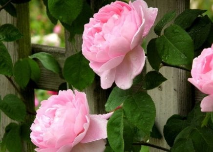 pink roses - roses, nature, pink, garden