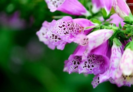 ~Beautiful Foxgloves~ - flowers, colorful, nature, spring, lovely, petals, foxgloves