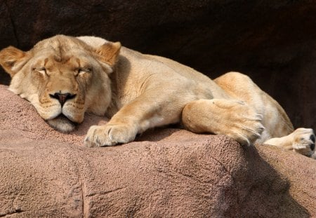 *** Lion *** - animal, lion, waild, cat, animals