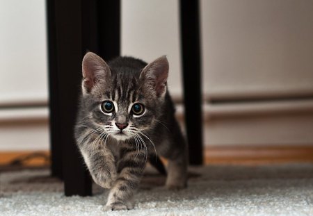 *** Small kitten *** - small, animal, animals, kitten