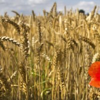 *** Poppy in the field ***