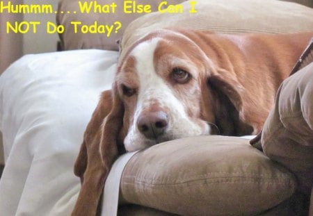 Lazy Day - lazy, funny, sleepy, couch, bassett hound, nature, tired, dog, animal, humor