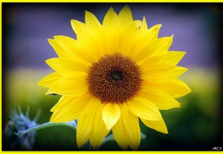 ๑♥๑ Special Beauty ๑♥๑ - warmth, sunflowers, yellow, summer, forever, love, briliant, flowers, wonderful, nature