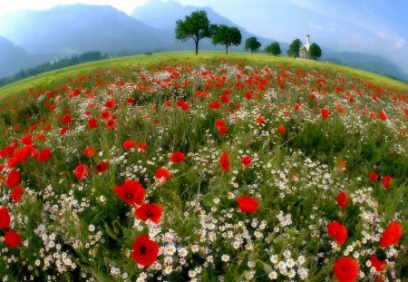 Beautiful field - grassy, field, Beautiful, Nature