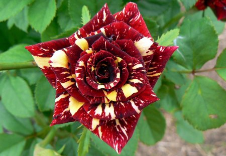 Abracadabra rose - rose, striped rose, beautiful rose, abracadabra rose