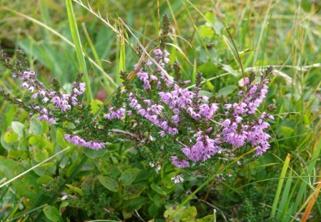 Alpen-Blume - blume, berge, natur, alpen