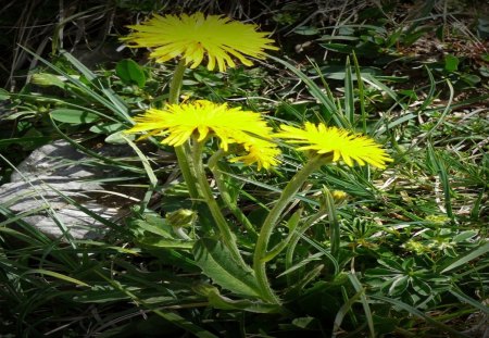 Alpen-Blume2 - blume, berge, natur, alpen