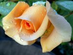 Honey Bouquet rose