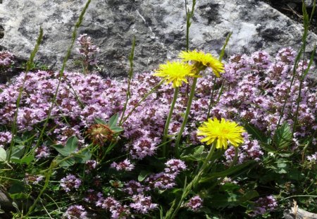 Alpen-Blume - blume, berge, natur, alpen