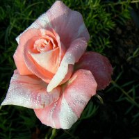 Brindabella Swirl rose