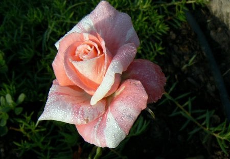 Brindabella Swirl rose - rose, striped rose, beautiful rose, brindabella swirl