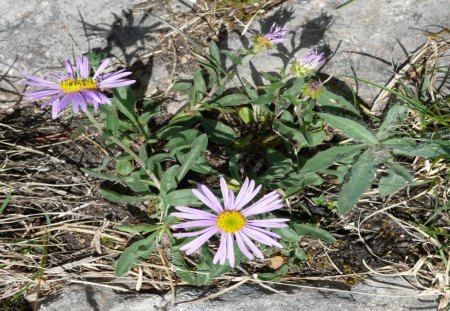 Alpen-Blume4 - blume, berge, natur, alpen