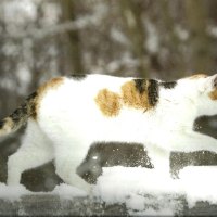 A calico walking in the snow