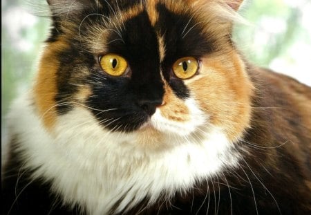 Calico cat - feline, cute, paws, cat, calico