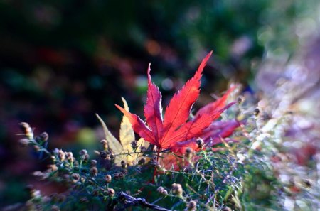 The Last Colors - nature, grass, colors, color, leaf