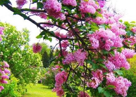 Spring Blossoms - blooms, springtime, trees, sun