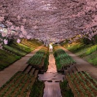 Beautiful Blossoms & Landscaped Park