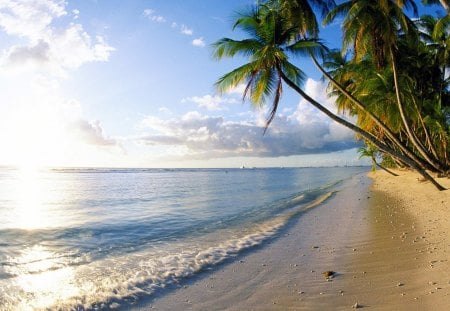 Palm Tree Paradise - palm tree paradise, summer paradise, beach paradise, palm tree