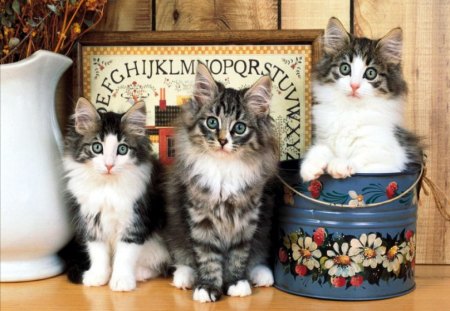 Kittens - portrait, cats, funny, bucket, sitting