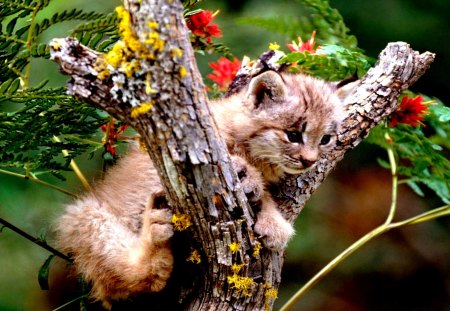 LYNX - canada, cat, wild, lynx