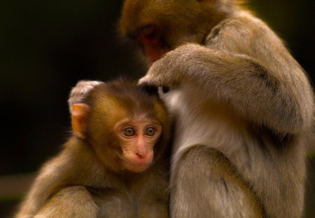 I'm clean now? - monkey, animal, funny, cute, baby, mother