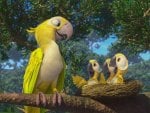 Yellow parrot family