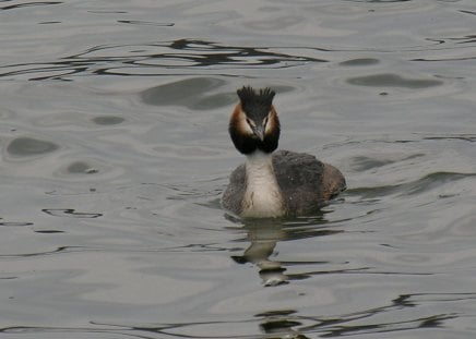 loon in the lake - loon, animal, natur, bird, birds