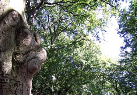 Face of a tree - nature, green, tree, face of a tree