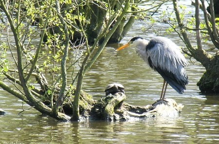 heron and tortoise - bird, turtle, heron, tortoise, animal, nature, animals